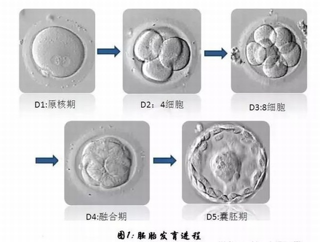 理解试管婴儿胚胎发育：从微小的开始到伟大的梦想