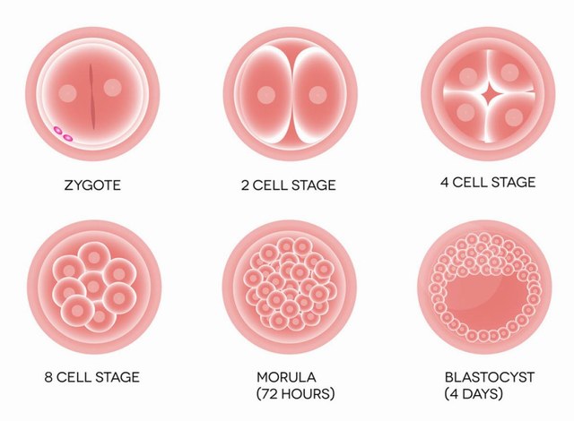 理解试管婴儿胚胎发育：从微小的开始到伟大的梦想