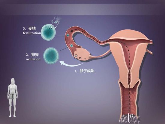 试管婴儿聪明吗？