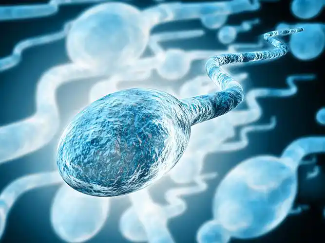 试管婴儿为什么要冻精？