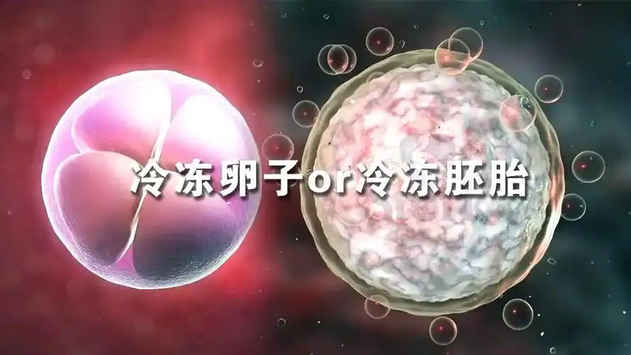 试管婴儿为什么要冷冻胚胎
