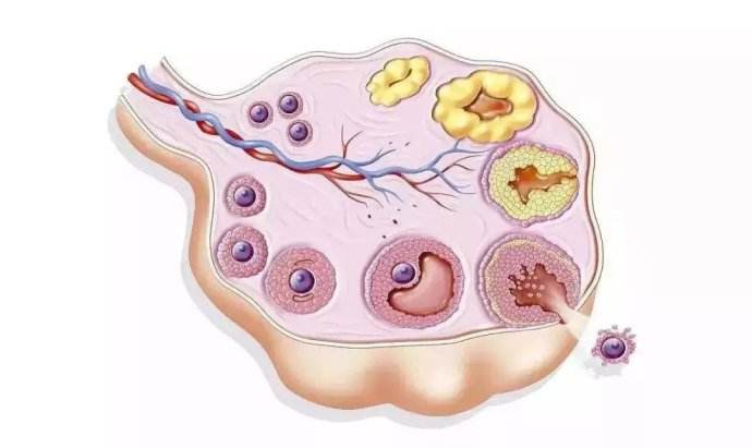 卵巢功能不好能做试管婴儿吗，成功率高吗？