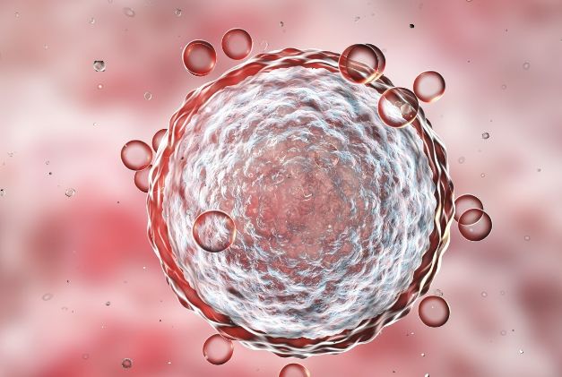 取卵后多久可以移植