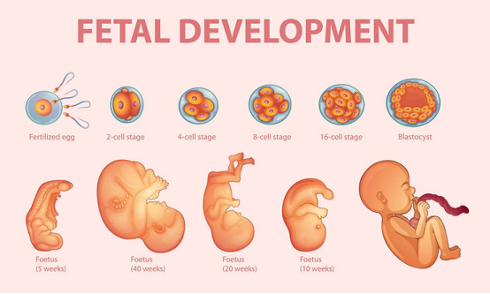 胚胎发育每日追踪评估及评估技术介绍
