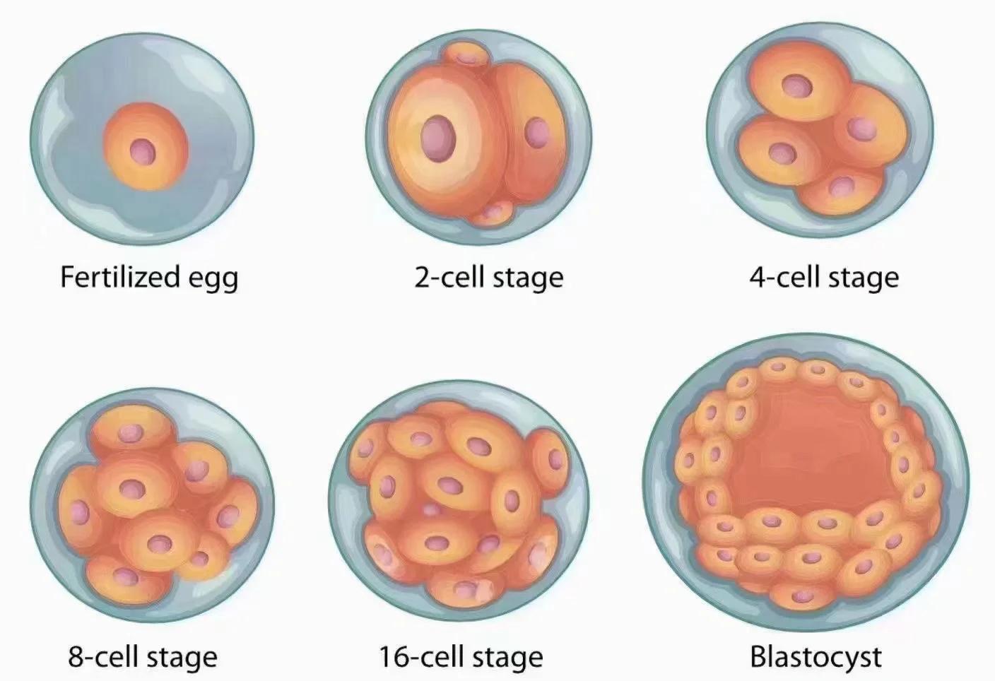 胚胎发育每日追踪评估及评估技术介绍