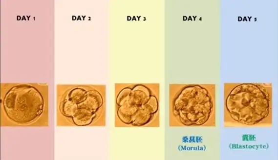 胚胎等级意味着什么?影响胚胎发育的因素有哪些?