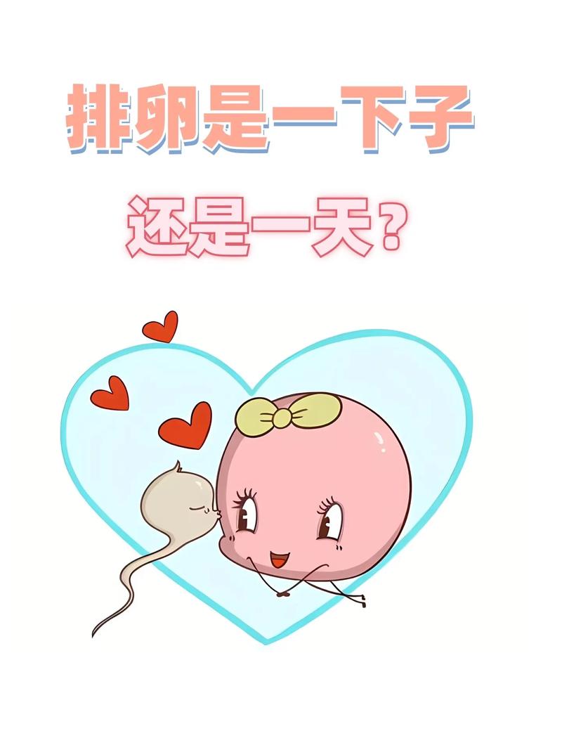 排卵后卵子可以存活多久