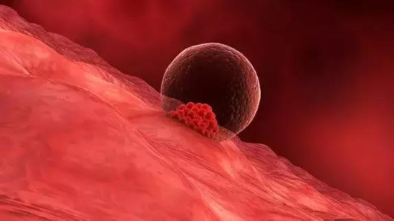 胚胎植入后何时着床