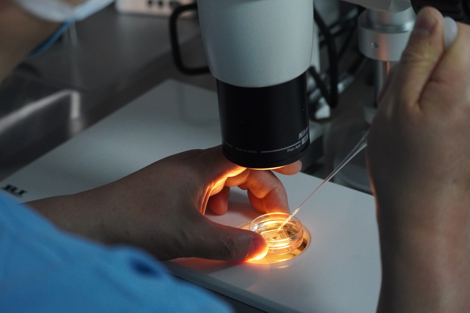 卵细胞体外成熟技术