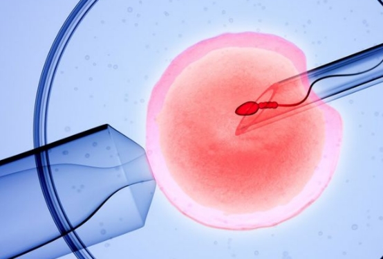 试管婴儿鲜胚和冻胚移植的成功率分别是多少?