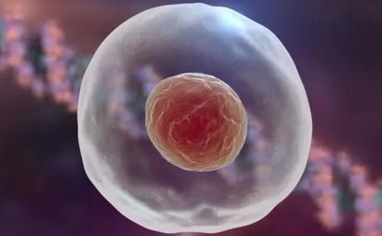 鲜胚、冻胚的成功率之谜