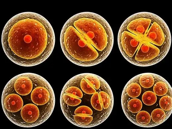 试管婴儿专家如何解读胚胎分级表？