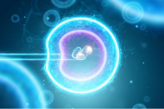 胚胎质量如何影响试管婴儿成功率?