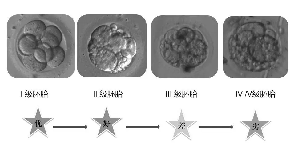 胚胎质量如何影响试管婴儿成功率?