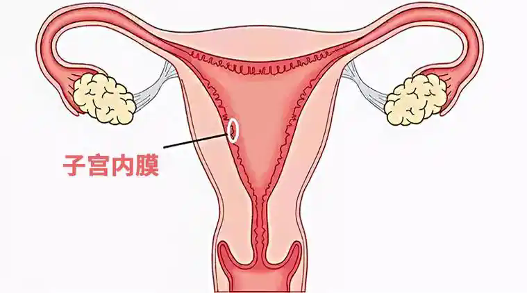 子宫内膜薄