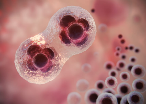 代孕过程中影响卵子质量的因素有哪些?