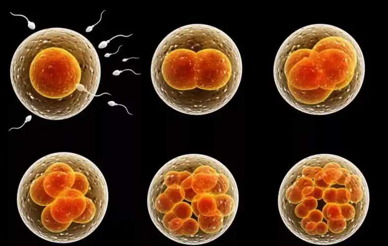 囊胚移植成功率