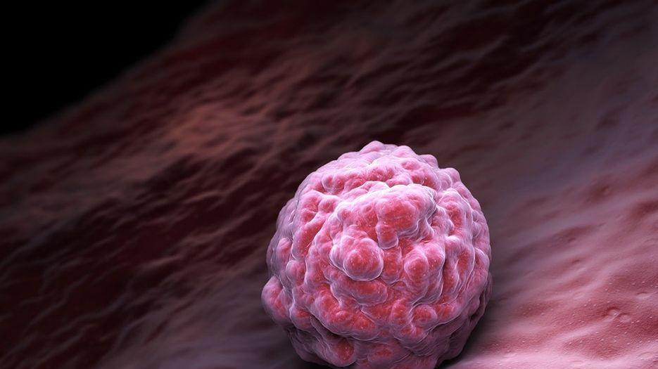 胚胎移植成功率